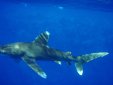 ZOBRAZIT fotky proběhlé akce:
Potápěčské safari v Rudém moři