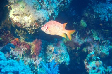 Potápěčské safari v Rudém moři