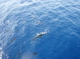 Potápěčské safari v Rudém moři