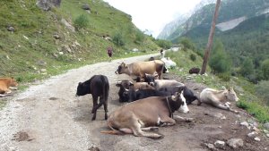 Vysokohorská turistika v okolí ruského Elbrusu
