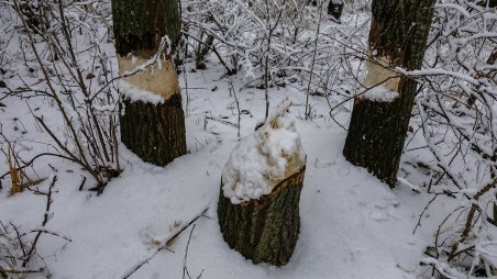 Ohryzané stromy od bobra na ostrůvku ve Steklém rybníce