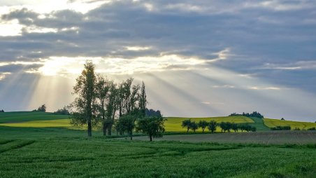 Stromořadí u silnice nad obcí Okřešice