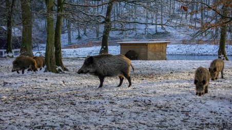 Divoká prasata v oboře Holedná v Brně