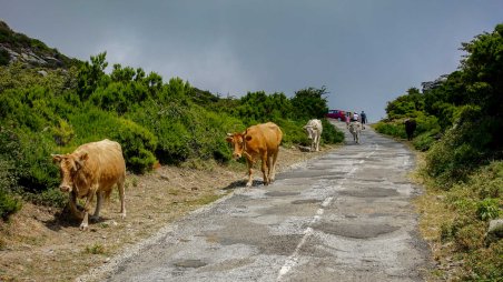 Krávy na úbočí kopce Cima Orcaio