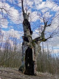 Památný strom - Velký javor
Jeho stáří se odhaduje na 600 let, takže je pravděpodobně nejstarším žijícím javorem České republiky.
