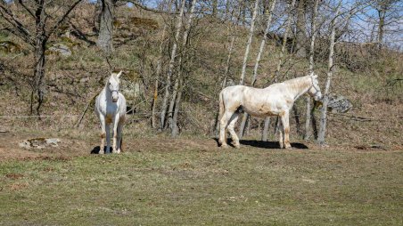 Koně u obce Pocoucov