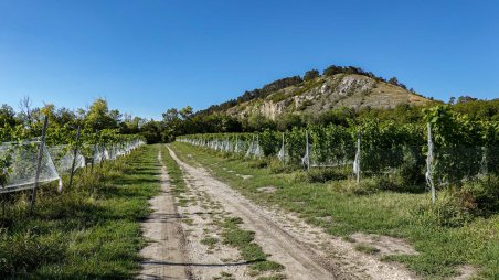 Cesta mezi vinicemi od zříceniny kaple sv. Antonína do obce Klentnice