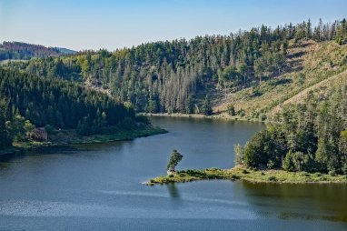 Chudobínská borovice na Vírské přehradě
Český Strom roku 2019 a evropský Strom roku 2020