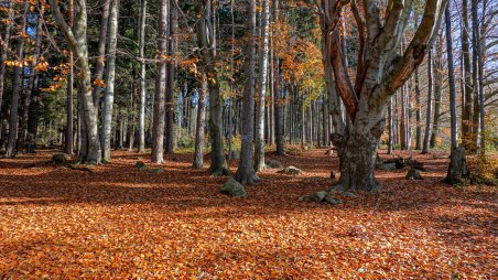 Podzimní les pod Javořicí