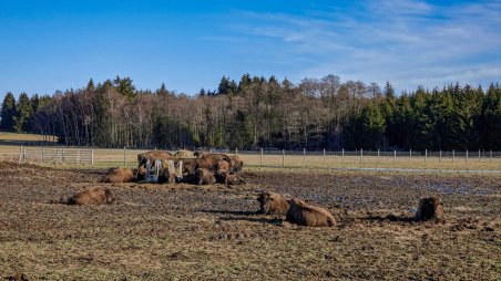 Bizoni na farmě Rožnov