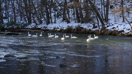 Hejno labutí na řece Dyje v národním parku Podyjí