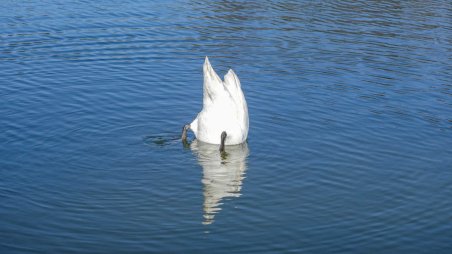 Labuť na rybníku u obce Maříž