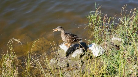 Kachna na Milovském rybníce