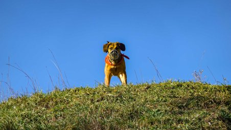 Zvědavý pes v městské části Znojmo - Hradiště