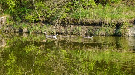 Kachní rodinka na řece Jevišovka