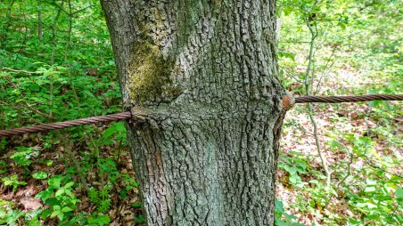 Ocelové lano zarostlé do stromu na naučné stezce Svatojánský okruh