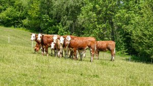Krávy na pastvě nad obcí Horní Radíkov