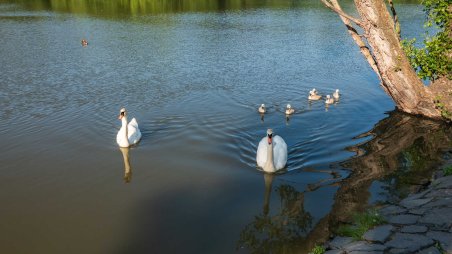 Labutí rodinka na Hamerském rybníce v Praze