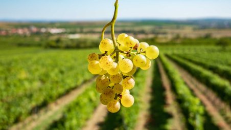 Hroznové víno na vinicích nad městem Retz (Reteč)