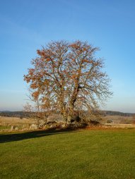 Strom v golfovém resortu Monachus nedaleko města Nová Bystřice