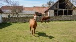 ZOBRAZIT fotky proběhlé akce:
Běh 62 km: Rakousko - Česká Kanada - Pohraničí
Odpolední běh přes Rakousko a soukromou přírodní rezervaci Rajchéřov - Walden až do Nové Bystřice a noční návrat po silnici za růžového úplňku zpátky do Slavonic.